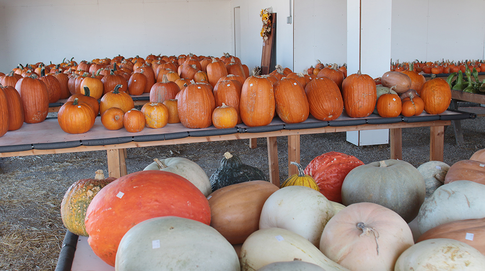Pumpkins and More Farm Market